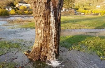 Montenegro's Gushing Water Tree: A Natural Wonder