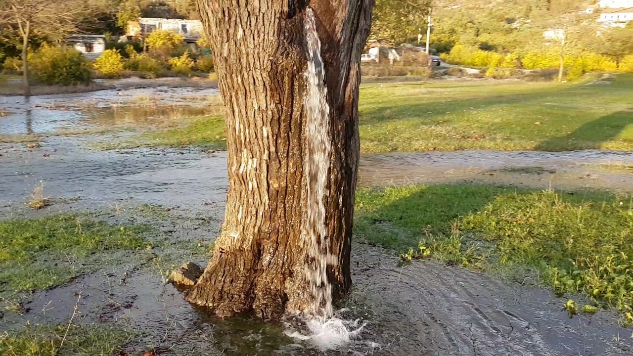 Montenegro's Gushing Water Tree: A Natural Wonder