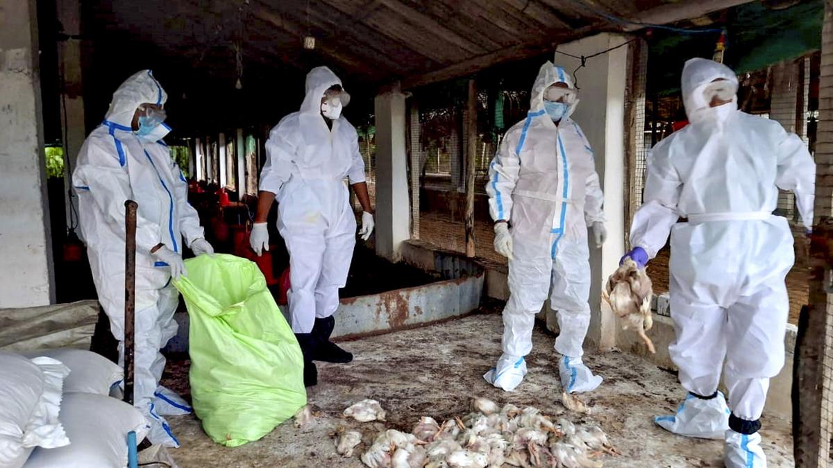 Bird Flu Outbreak in Odisha